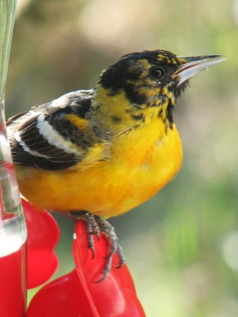 Baltimore Oriole